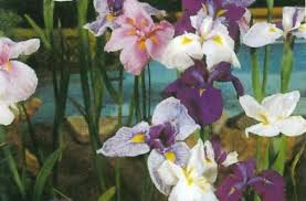 IRIS KAEMPFERI