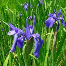 [6418] IRIS LAEVIGATA BLEU (Caduc, 50/100)