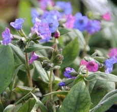 PULMONARIA AZUREA