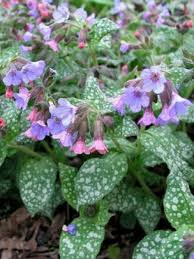 [10301] PULMONARIA SACCHARATA MRS MOON (Caduc, 20/50)