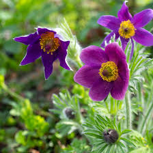 PULSATILLA VULGARIS