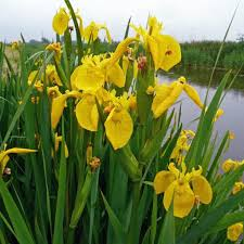 IRIS PSEUDOACORUS