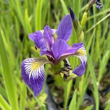 [6429] IRIS VERSICOLOR BLEU (Caduc, 50/100)