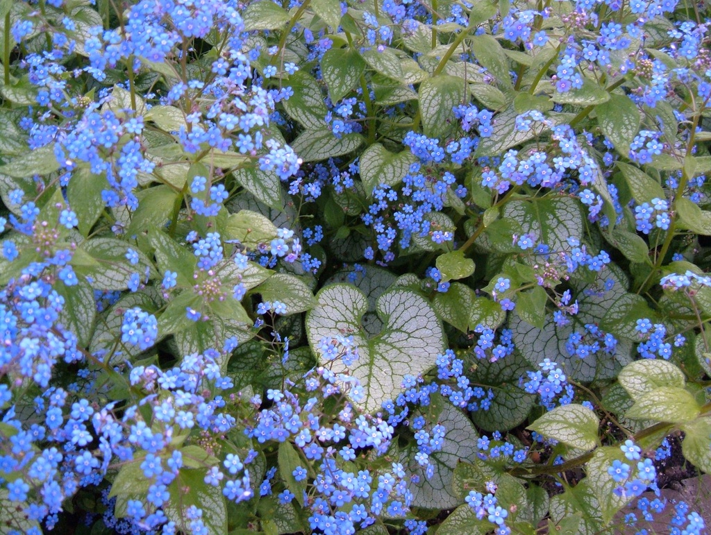 [1987] BRUNNERA MACRO, JACK FROST BLEU (Caduc, 20/50)