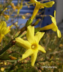 [6491] JASMINUM NUDIFLORUM (Caduc, 200/250)