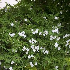 [6497] JASMINUM OFFICINALIS (Caduc, 3 à 5 m)