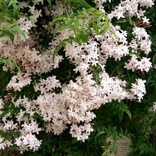 JASMINUM POLYANTHUM