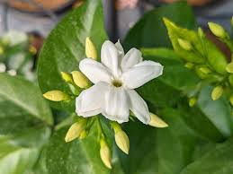 JASMINUM SAMBAC