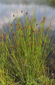 JUNCUS EFFUSUS