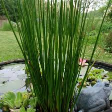 [6544] JUNCUS GLAUCUS (Persistant, 50/100)