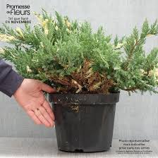 [6549] JUNIPERUS CHIN. EXPANSA VARIEGATA (Persistant, 100/150)