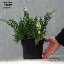 [6550] JUNIPERUS CHIN. EXPANSA VARIEGATA - TIGE (Persistant, 200/250)