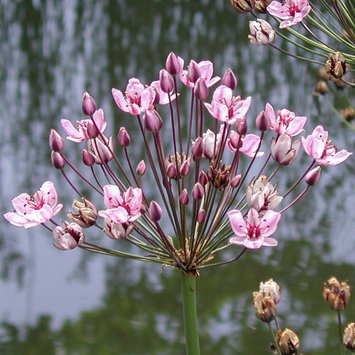 [2051] BUTOMUS UMBELLATUS ROSE (Caduc, 100/150)