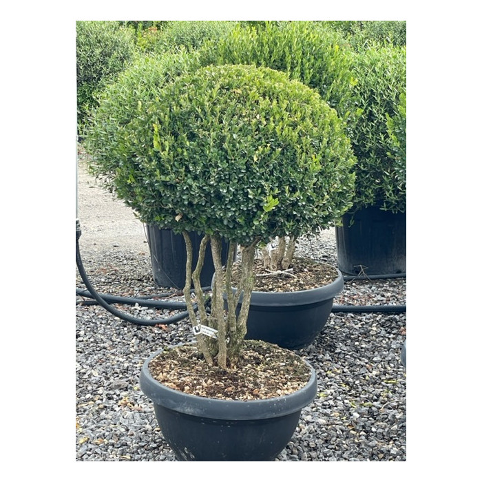 BUXUS MICROPHYLLA FAULKNER - BOULE