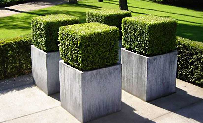 BUXUS MICROPHYLLA FAULKNER - CUBE