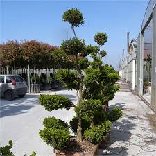[2058] BUXUS MICROPHYLLA FAULKNER - MINI NUAGE (Persistant, 50/100)