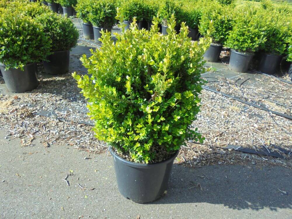BUXUS MICROPHYLLA FAULKNER - QUART TIGE