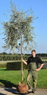 PYRUS SALICIFOLIA PENDULA - TIGE