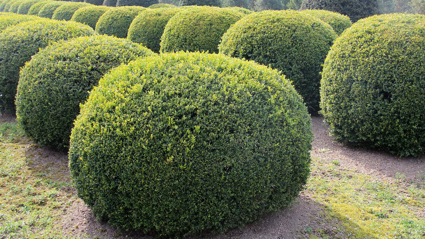 [2085] BUXUS SEMPERVIRENS - BOULE (Persistant, 50/100)
