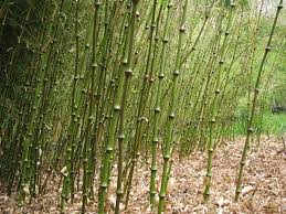 QIONGZHUEA TUMIDISSINODA