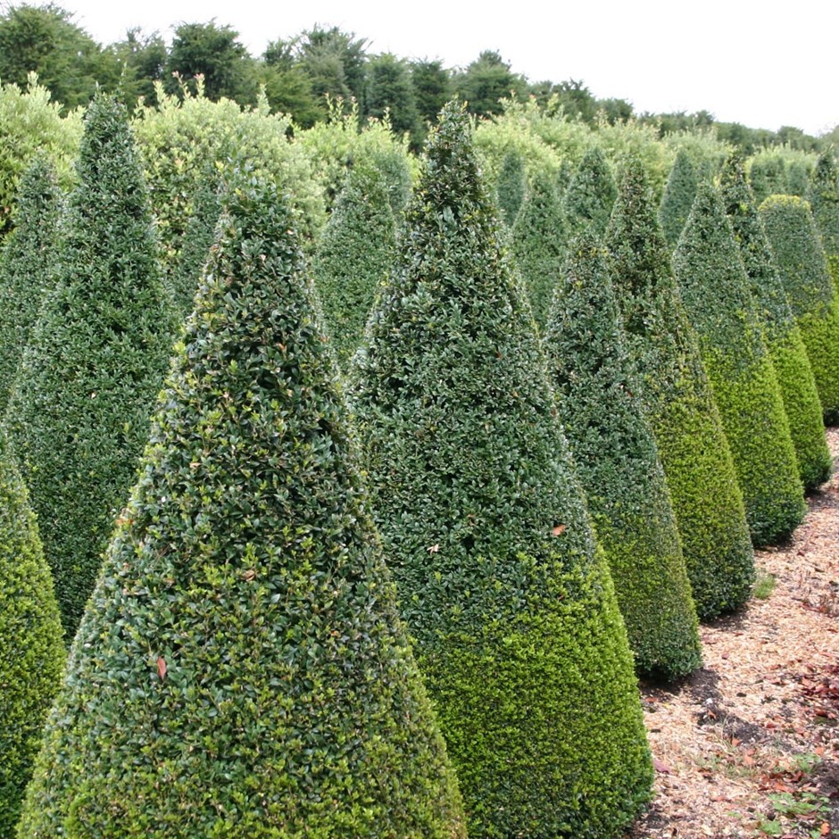 BUXUS SEMPERVIRENS - CONE