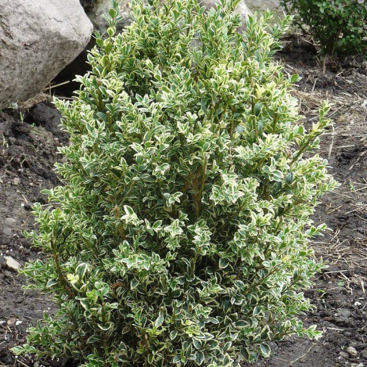 [2087] BUXUS SEMPERVIRENS - PARACHUTE (Persistant, 50/100)