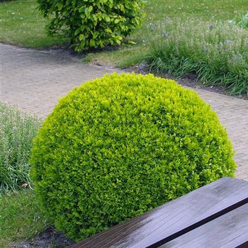 [2090] BUXUS SEMPERVIRENS ARBORESCENS - BOULE (Persistant, 250/300)