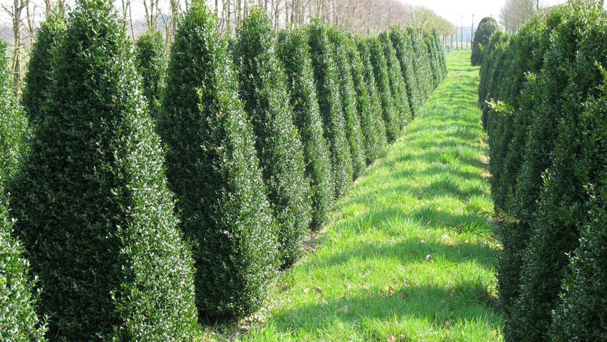 BUXUS SEMPERVIRENS ARBORESCENS - CONE