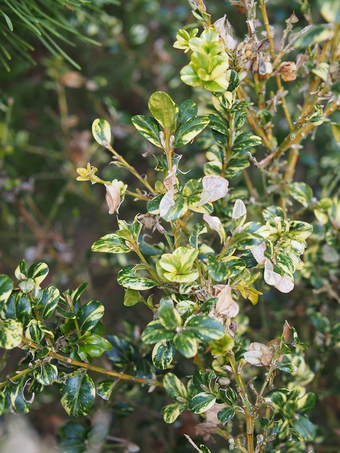 [2102] BUXUS SEMPERVIRENS AUREOVARIEGATA - CUBE (Persistant, 100/150)