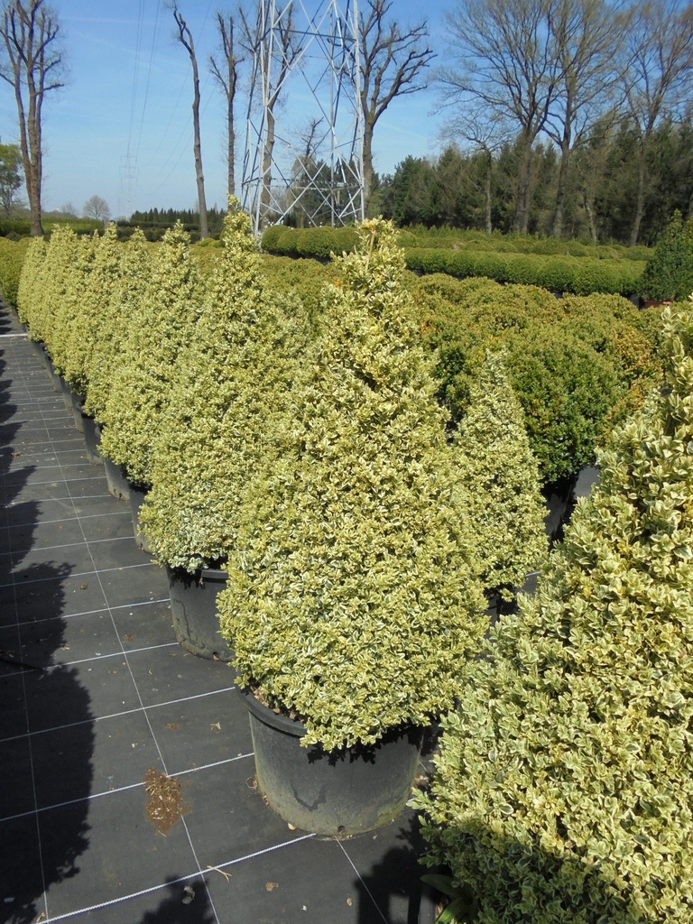 [2115] BUXUS SEMPERVIRENS ELEGANTISSIMA - CONE (Persistant, 50/100)