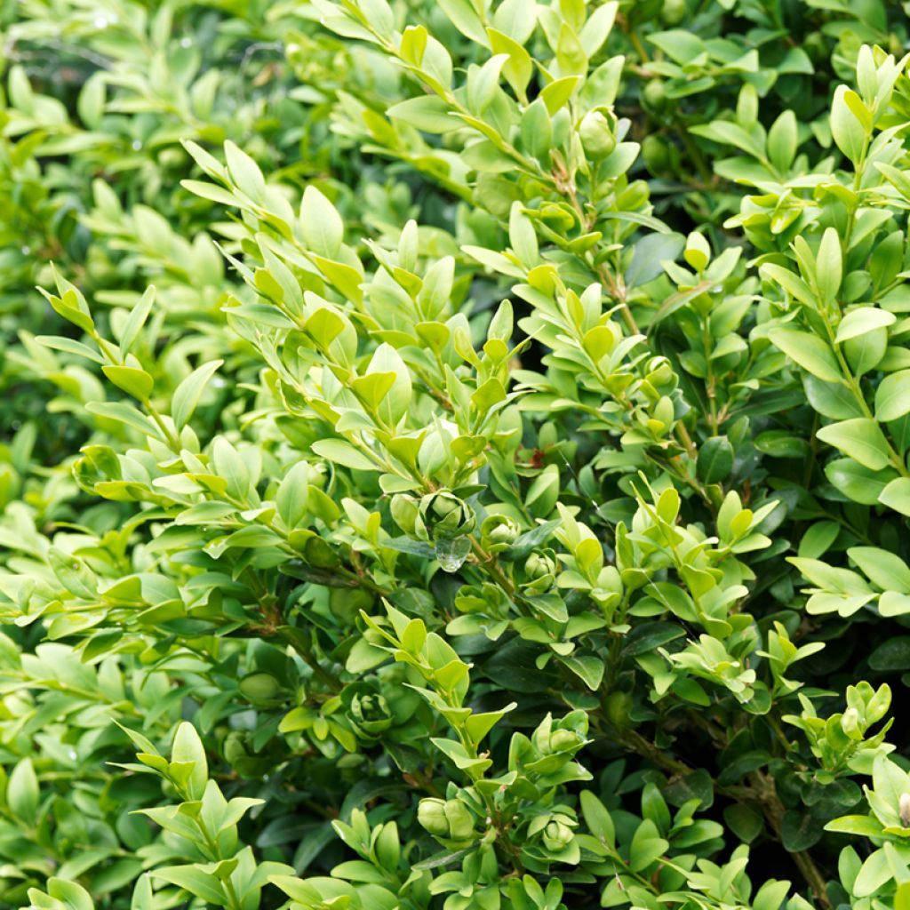 BUXUS SEMPERVIRENS SUFFRUTICOSA