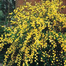 KERRIA JAPONICA