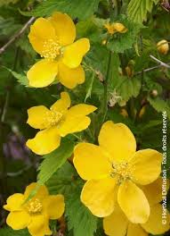 KERRIA JAPONICA GOLDEN GUINÉE