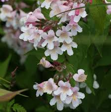 KOLKWITZIA AMABILIS PINK CLOUD