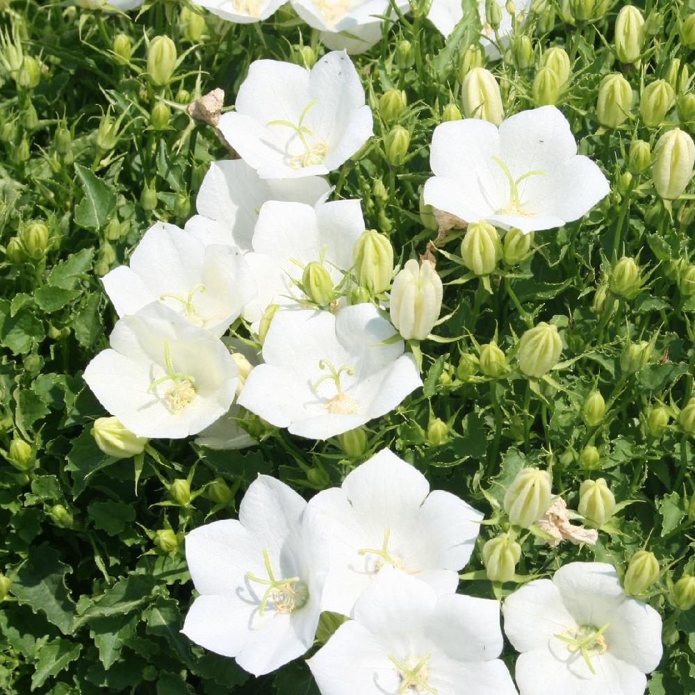 CAMPANULA CARPATICA ALBA