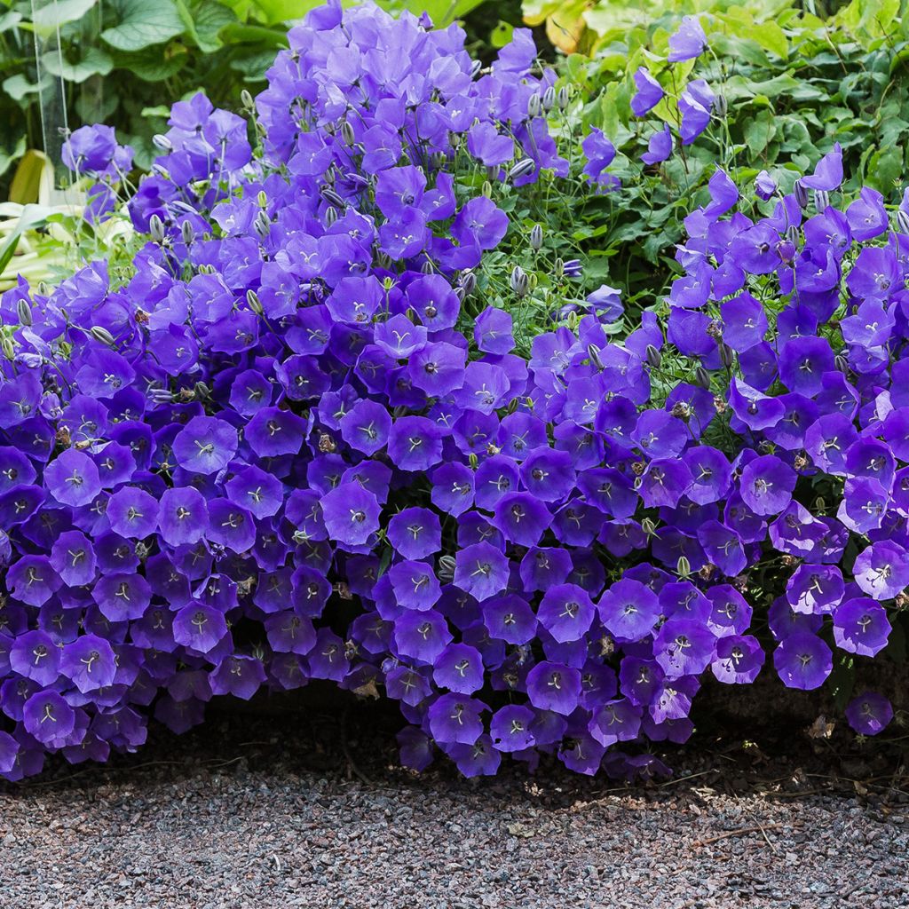 CAMPANULA CARPATICA BLEU