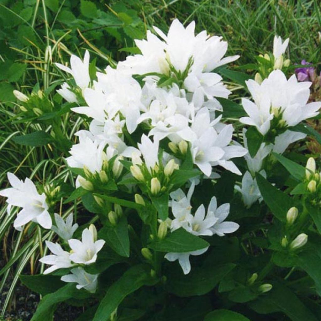 CAMPANULA GLOMERATA ALBA