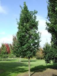 QUERCUS X BIMUNDORUM CRIMSON SPIRE