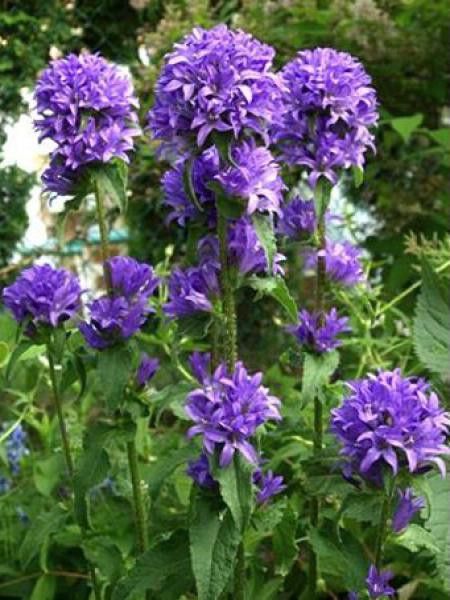 CAMPANULA GLOMERATA SUPERBA