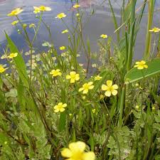 [10661] RANUNCULUS FLAMMULA (Caduc, JAUNE, 50/100)