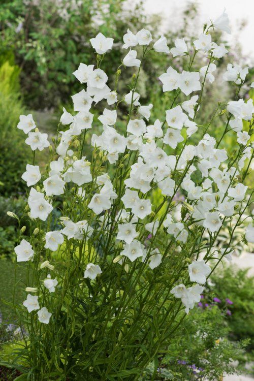 CAMPANULA PERSICIFOLIA