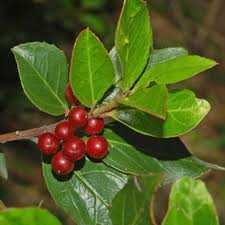 [10691] RHAMNUS ALATERNUS - PARACHUTE (Persistant, 3 à 5 m)