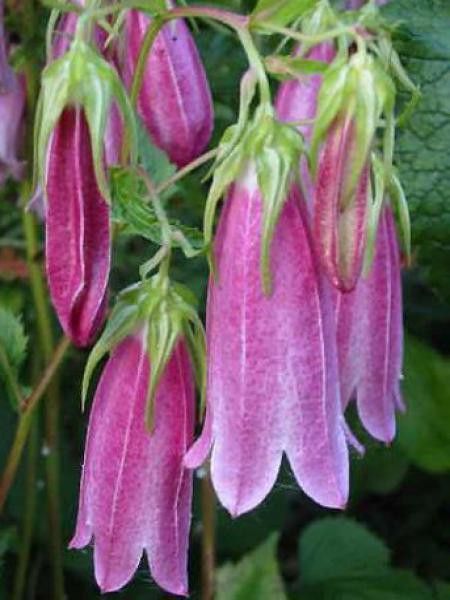 [2342] CAMPANULA TAKESIMANA (Caduc, 20/50)