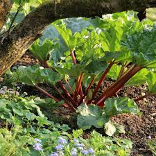 [10718] RHEUM RHABARBARUM (RHUBARBE) (Caduc, 100/150)