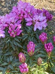 RHODODENDRON GRAZIELLA