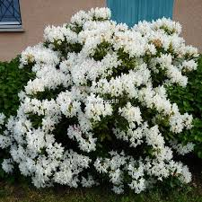 RHODODENDRON HYBRIDE MADAME MASSON