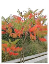 [10742] RHUS TYPHINA DISSECTA (Caduc, 5 à 10 m)