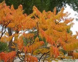 [10745] RHUS TYPHINA LACINIATA (Caduc, 5 à 10 m)
