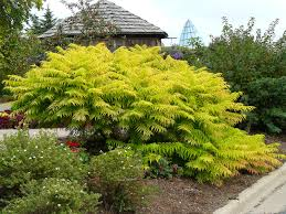 RHUS TYPHINA TIGER EYES