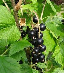 RIBES NIGRUM (CASSISSIER)